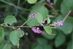 Desmodium velutinum